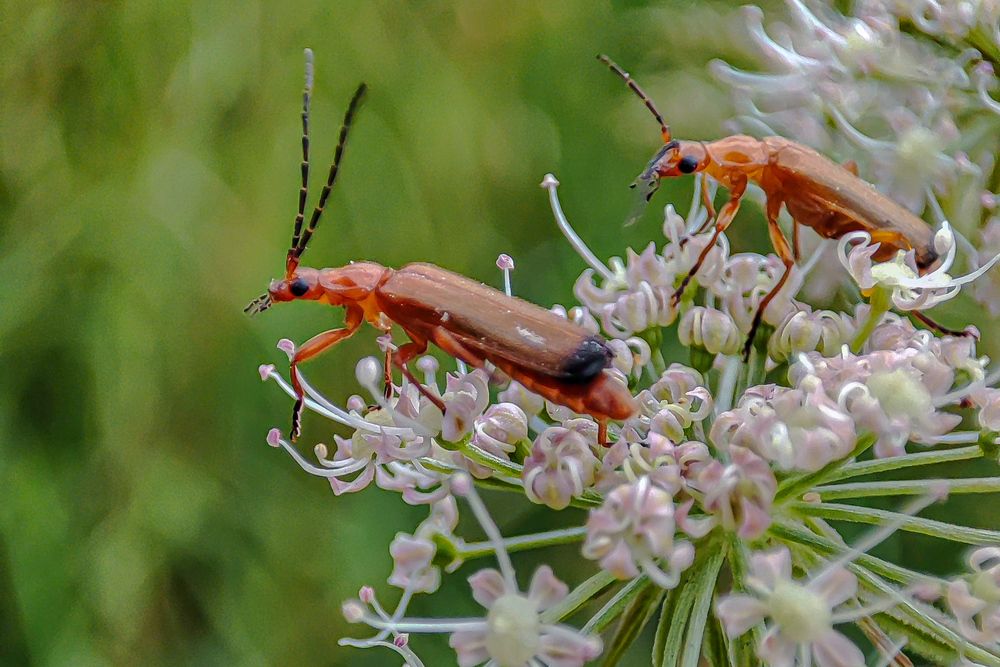 Фотография автора Александр Довганюк