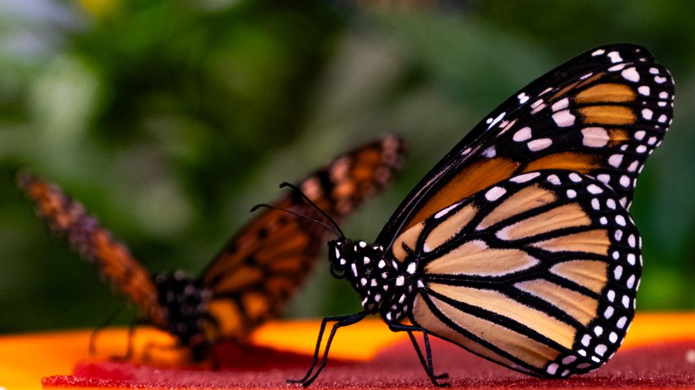 Photograph by Shubham Gupta