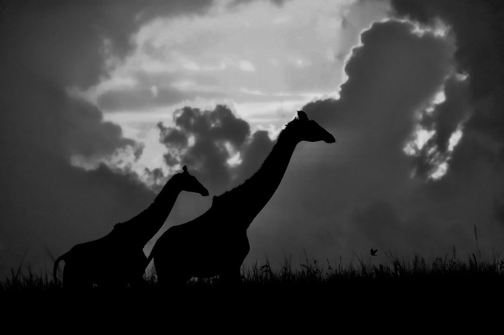 Photograph by Saee Risbood