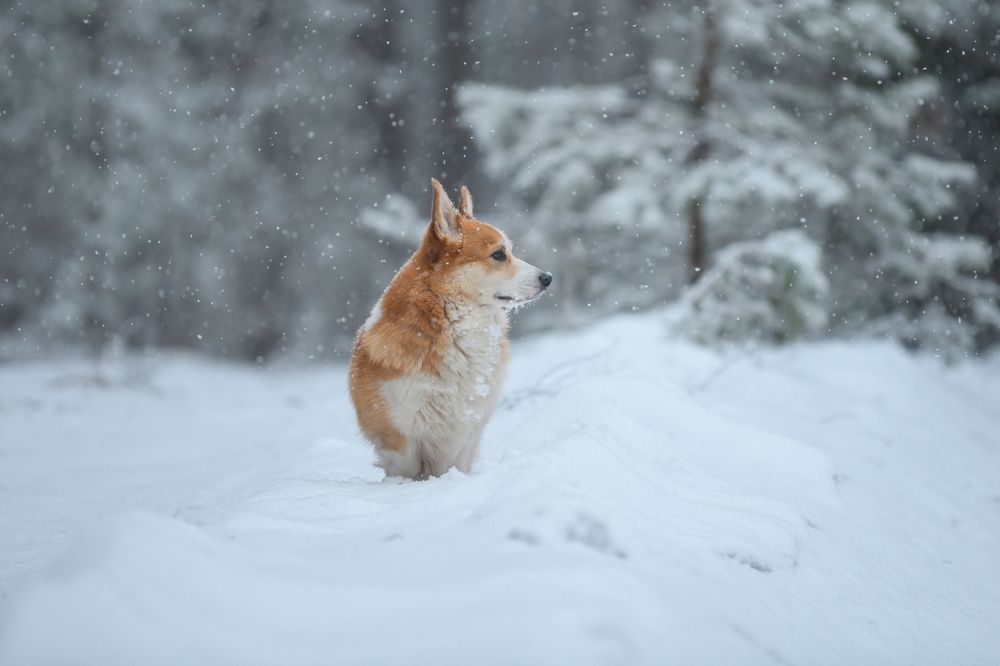 Фотография автора Алена Ковалёва