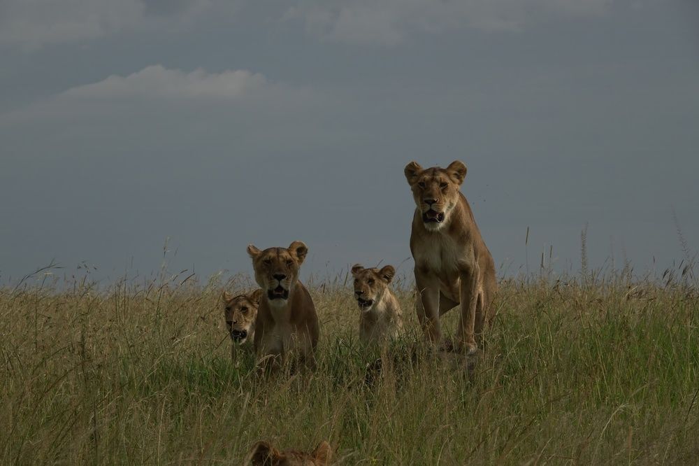 Photograph by Saee Risbood