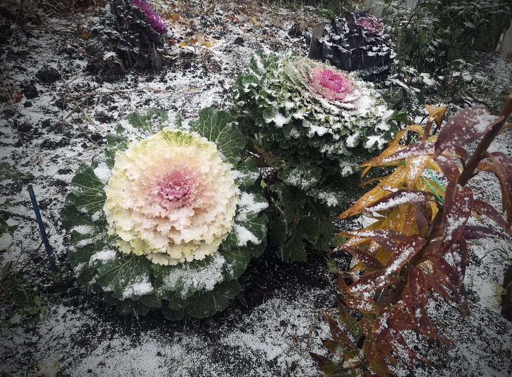 Фотография автора Петровна Валентина
