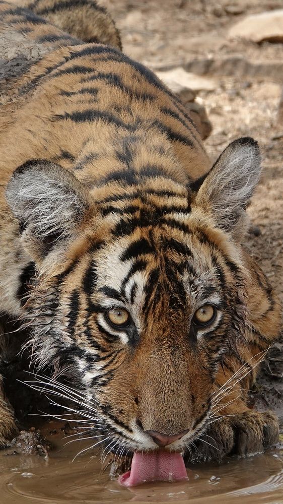 Photograph by Saee Risbood