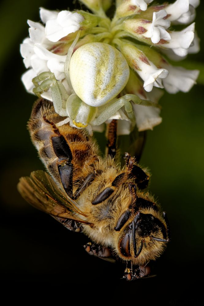 Фотография автора Jozef Mihalčin