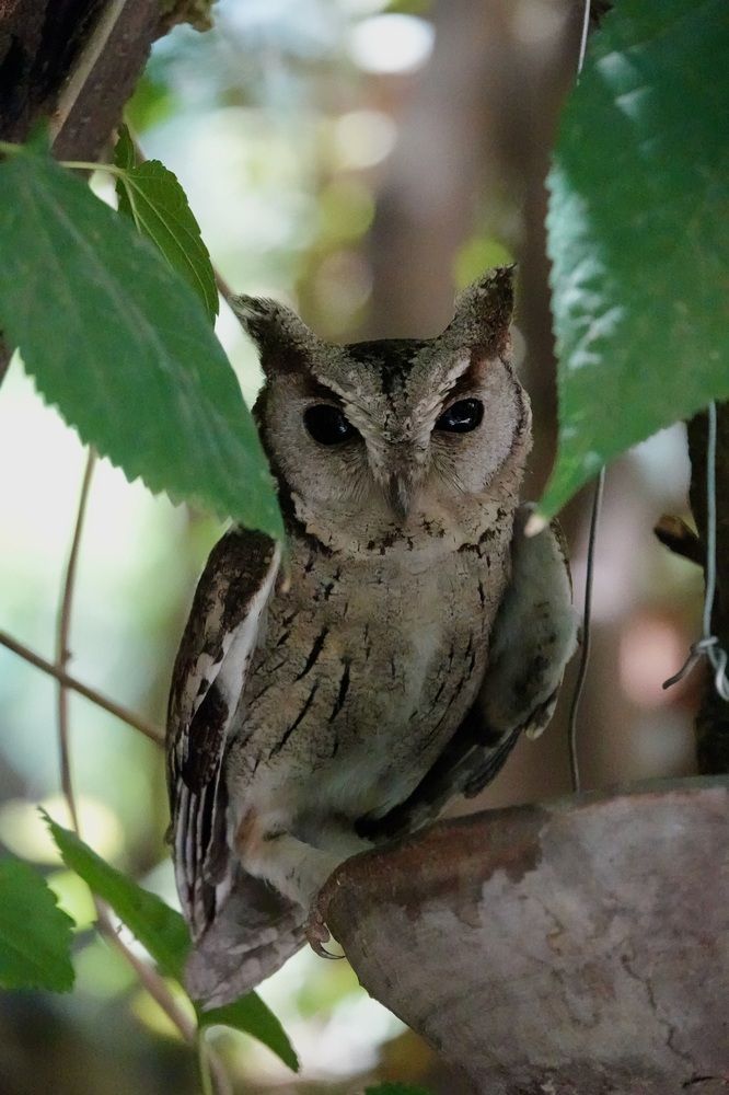 Photograph by Saee Risbood