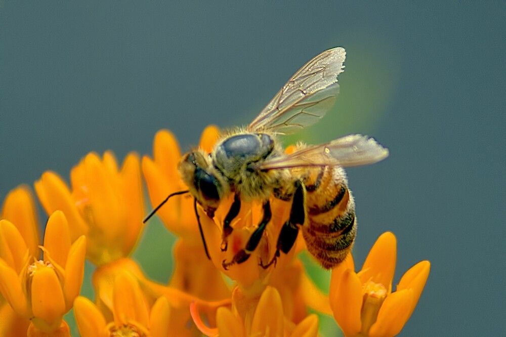 Photograph by A. G. Bisschop