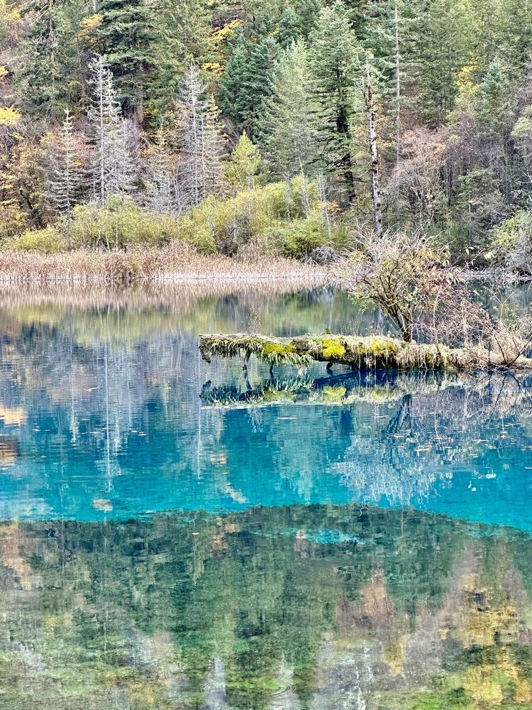 crocodile is walking