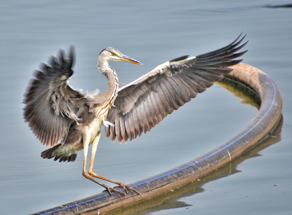 Photograph by Anirban Karmakar