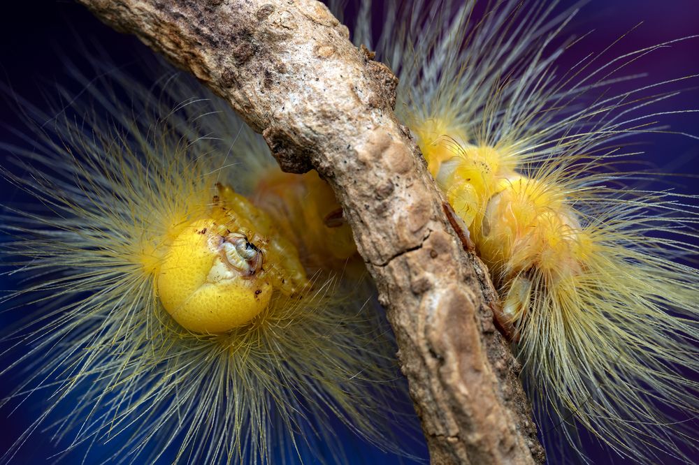 Photograph by Marcus Kam