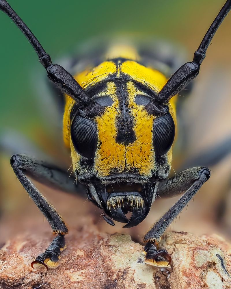 Photograph by Marcus Kam