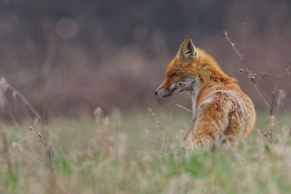Фотография автора Jozef Mihalčin