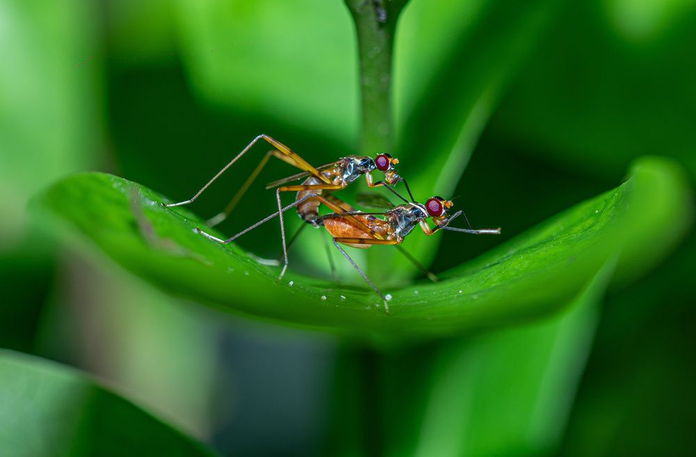 Photograph by Mayon Devkalana
