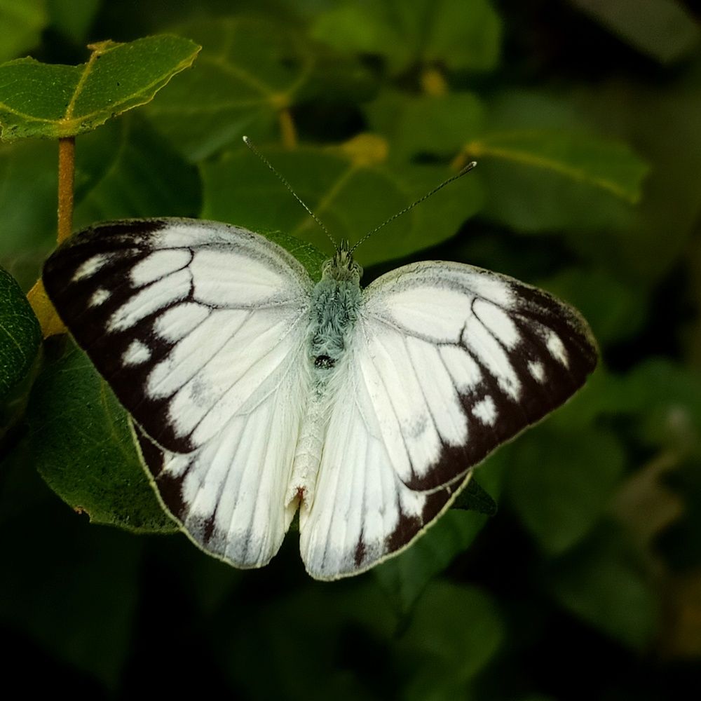 Фотография автора Biplab Bhuia