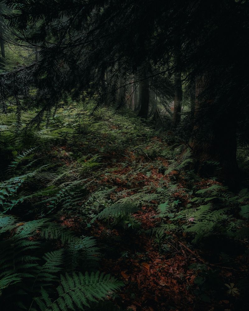 Лес по пути на Бзерпинский карниз