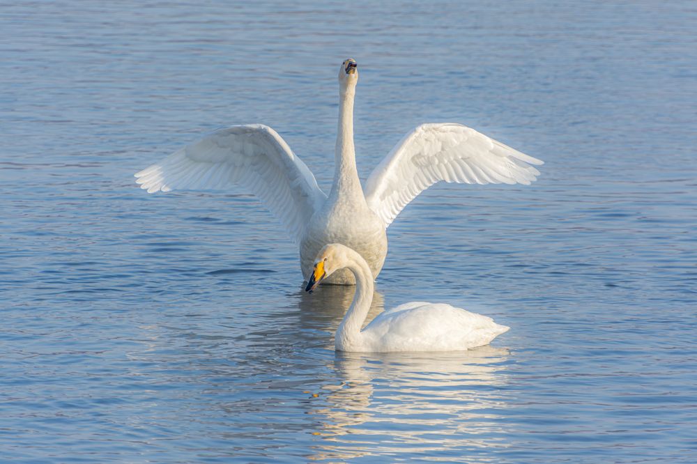 Красивая пара