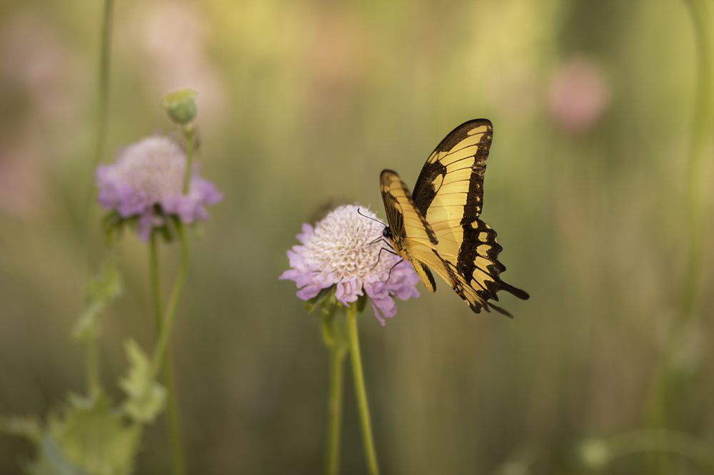 Photograph by Luiza Johnson