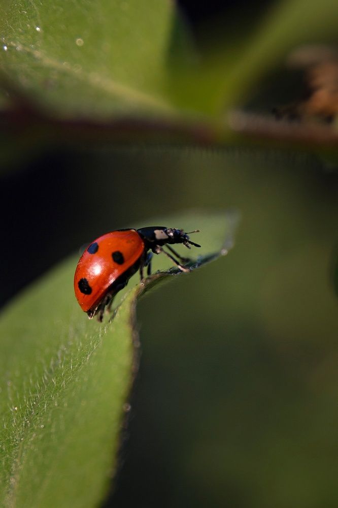 Photograph by Ольга Мойсеева