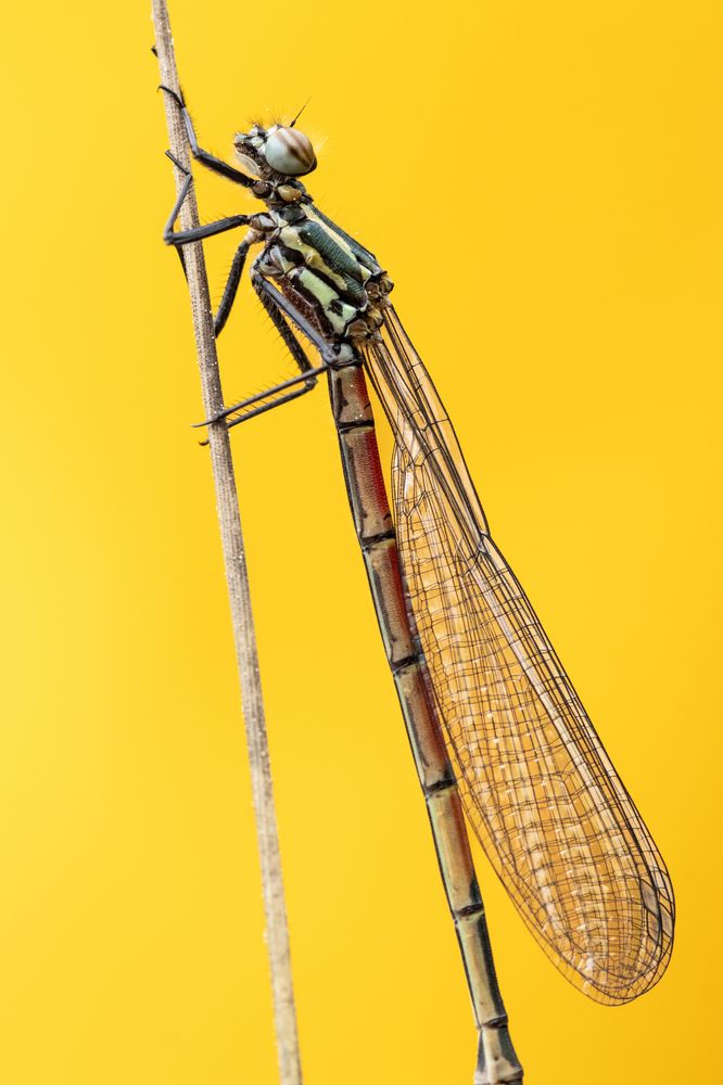 Photograph by Aída Torres