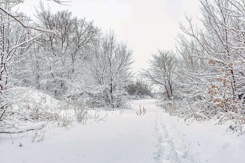 Зимним утром..