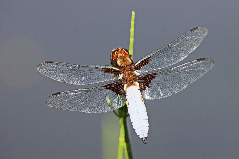 Photograph by Сергей Маслов