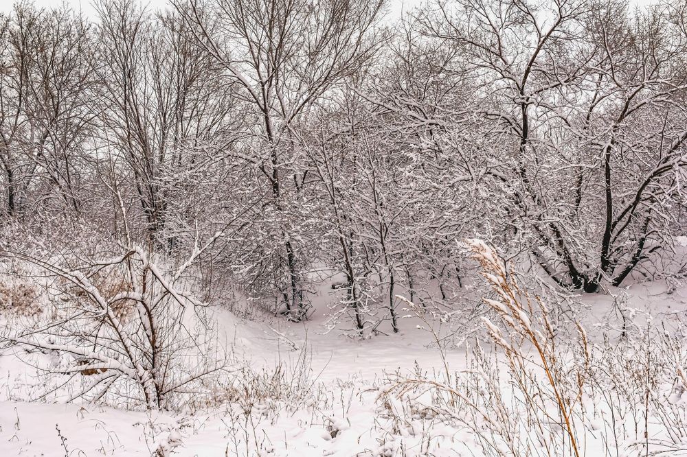 У лесного иассива