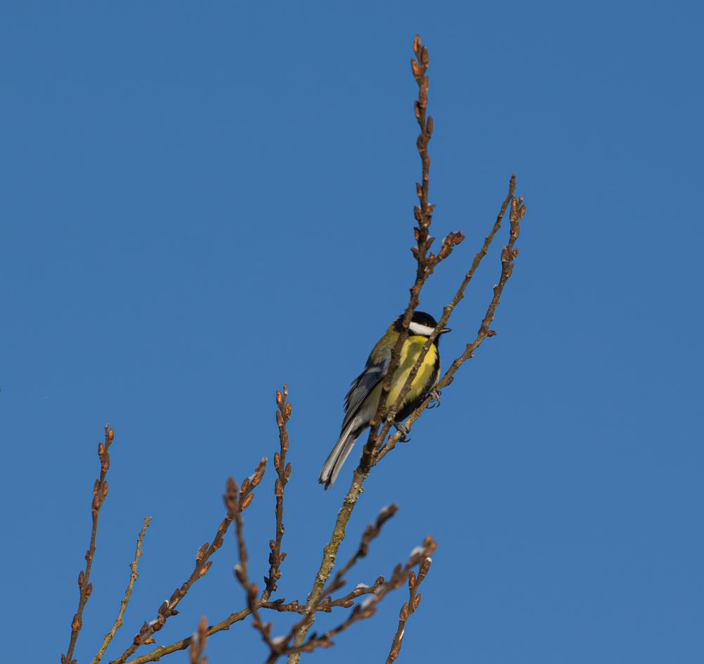 Фотография автора Алина Руденко