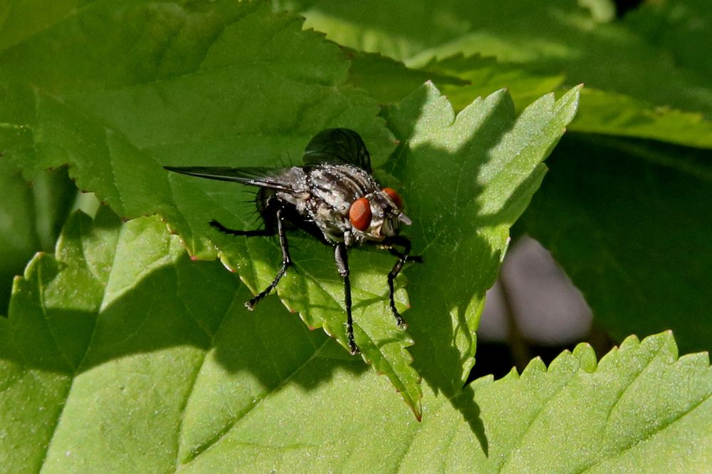 Фотография автора Николай Семенец