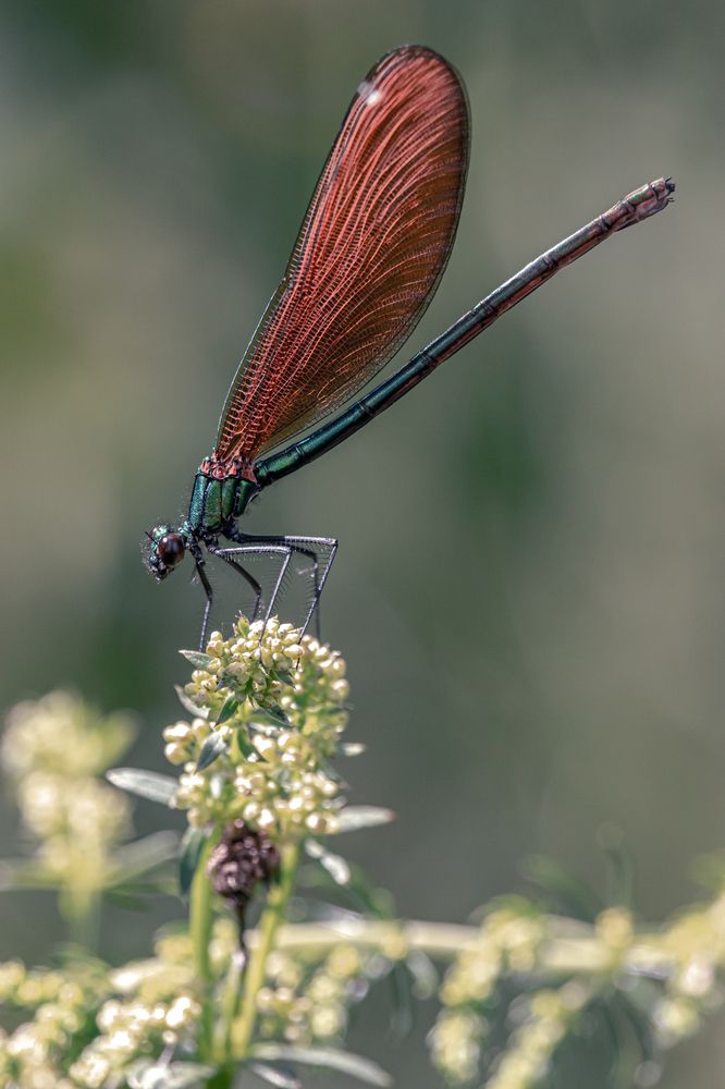 Девочка-лето