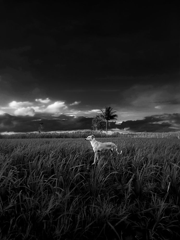 Photograph by Rohit Tonapi