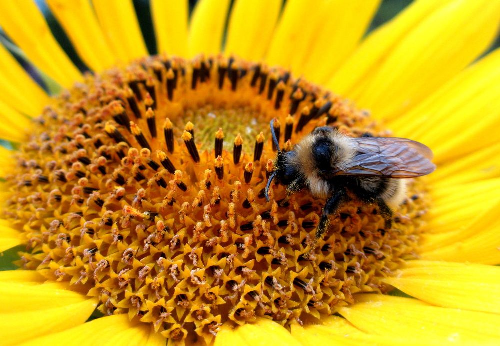 Фотография автора Nelya  Lysenko