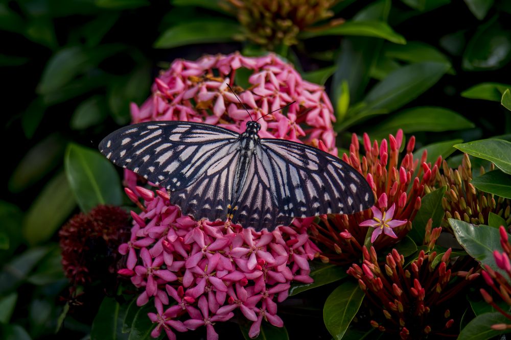 Photograph by Zayed Sanim