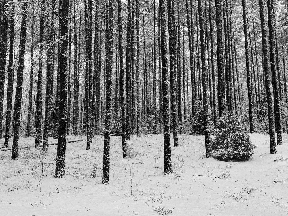 Photograph by Светлана Долганова