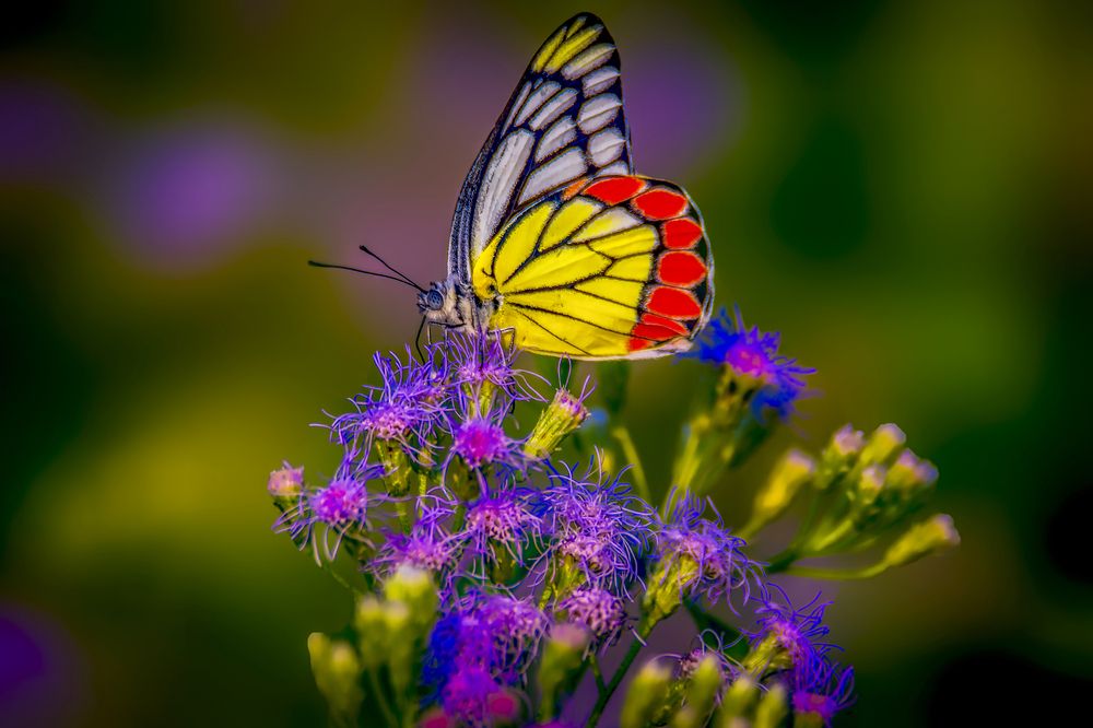 Photograph by Zayed Sanim