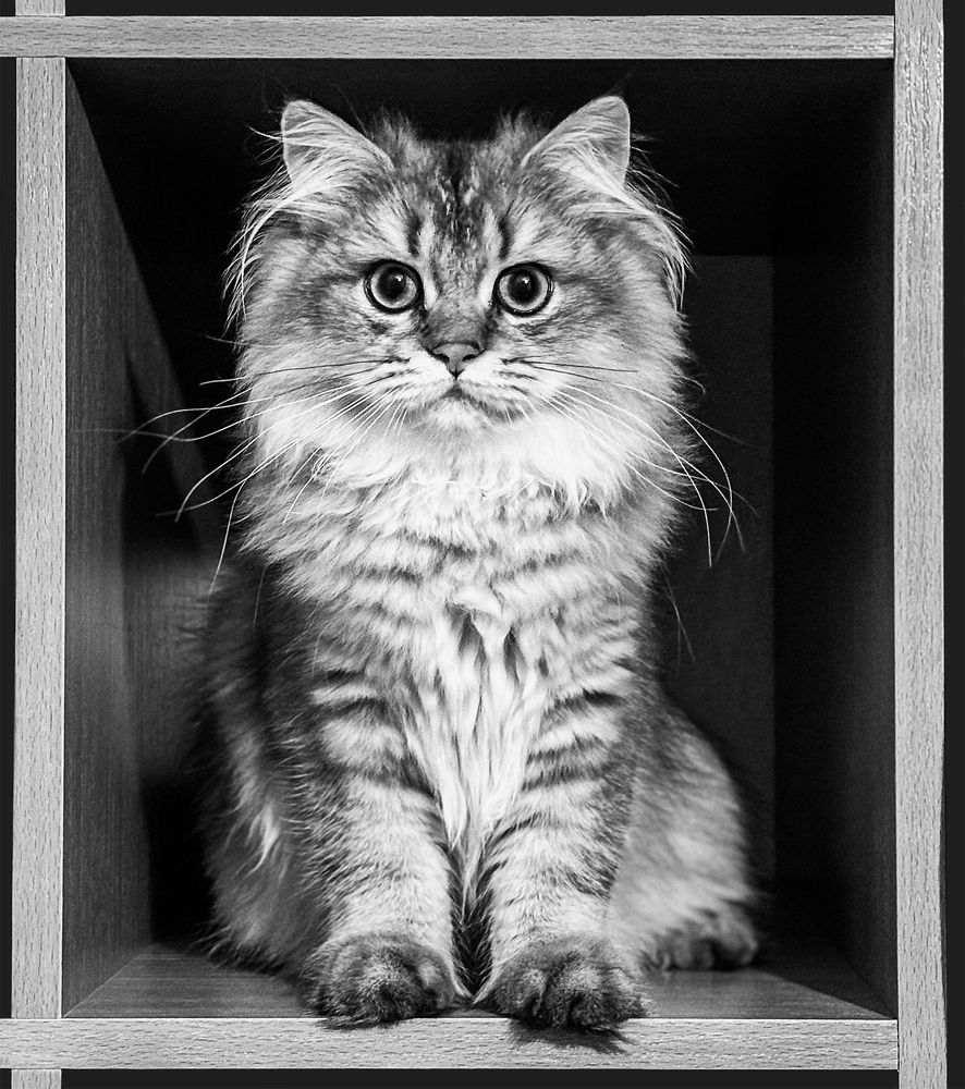 Photograph by Светлана Прокофьева