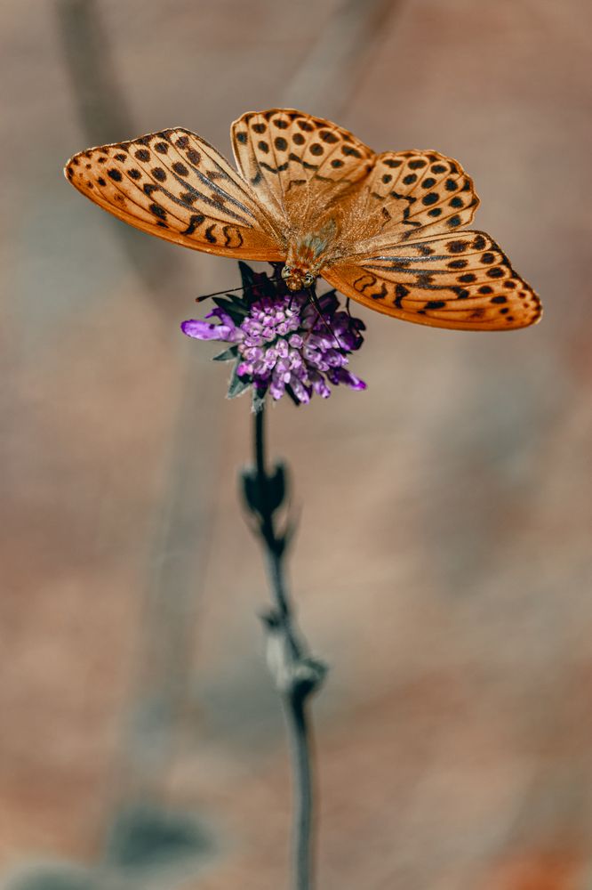 Перламутровка