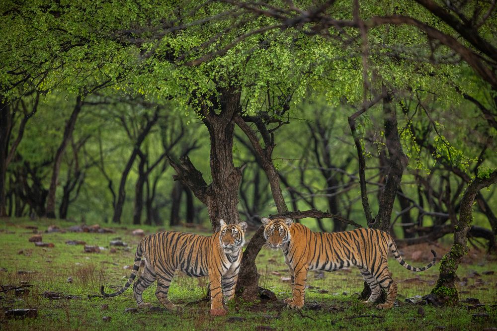 Photograph by Abhaya Shukla