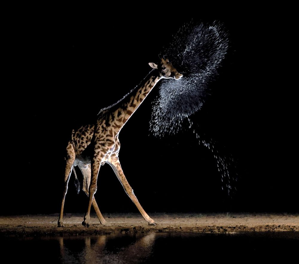 ЖИРАФ НА ВОДОПОЕ