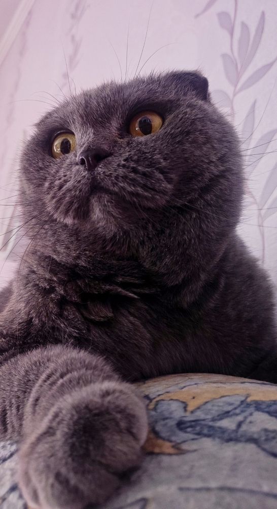 Фотография автора Анастасия Большакова