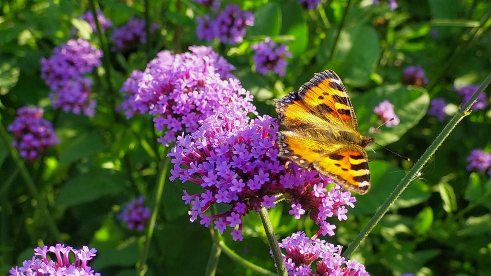 Photograph by Мария Яковлева