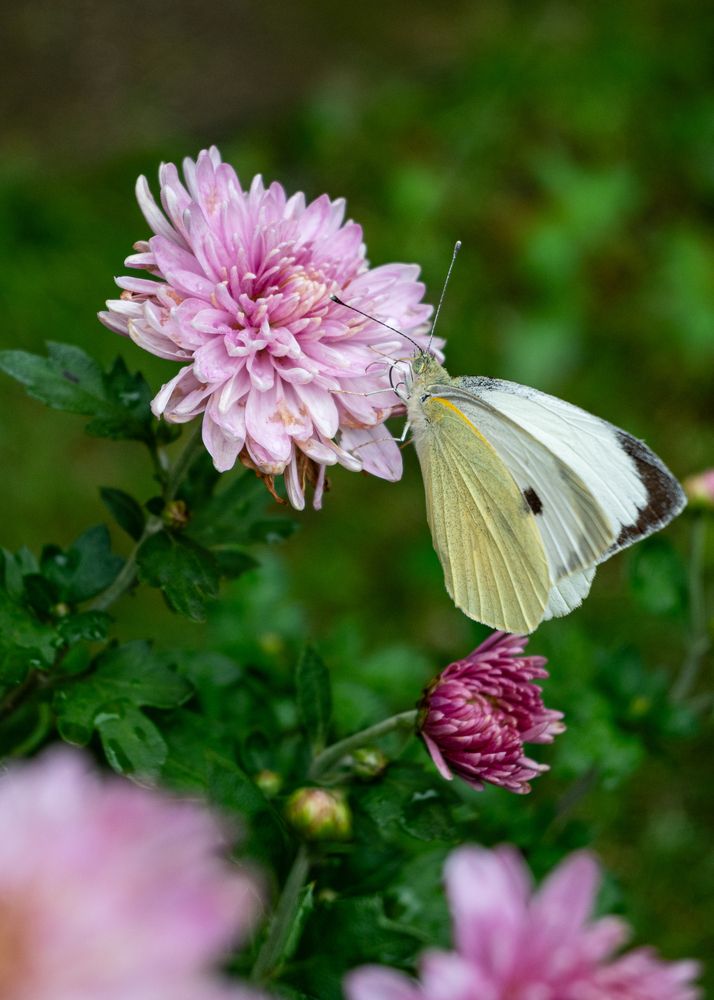 Photograph by Алексей Крукович