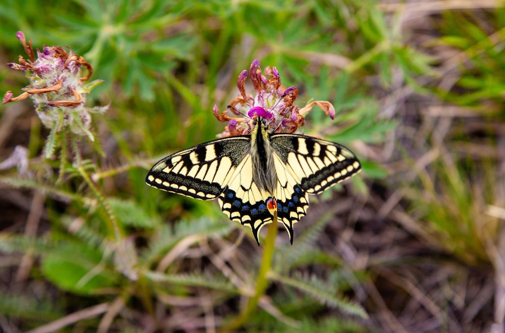 Photograph by Семенов Александр
