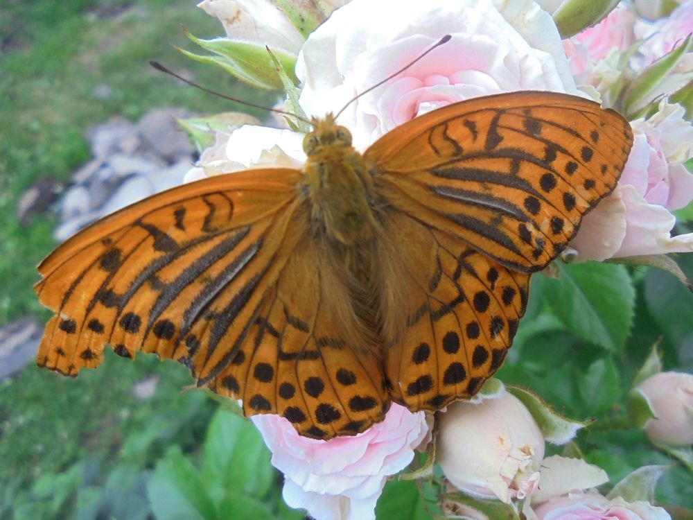 Photograph by Лилия Исхакова