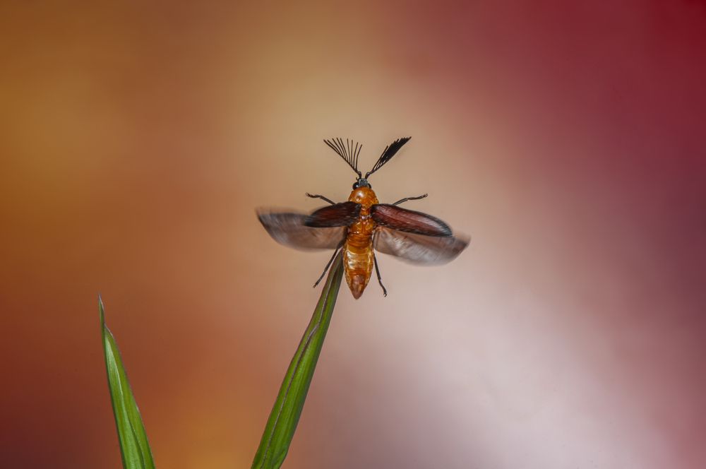 Photograph by Chamara Sulakkhana Polwatta Siriyalage