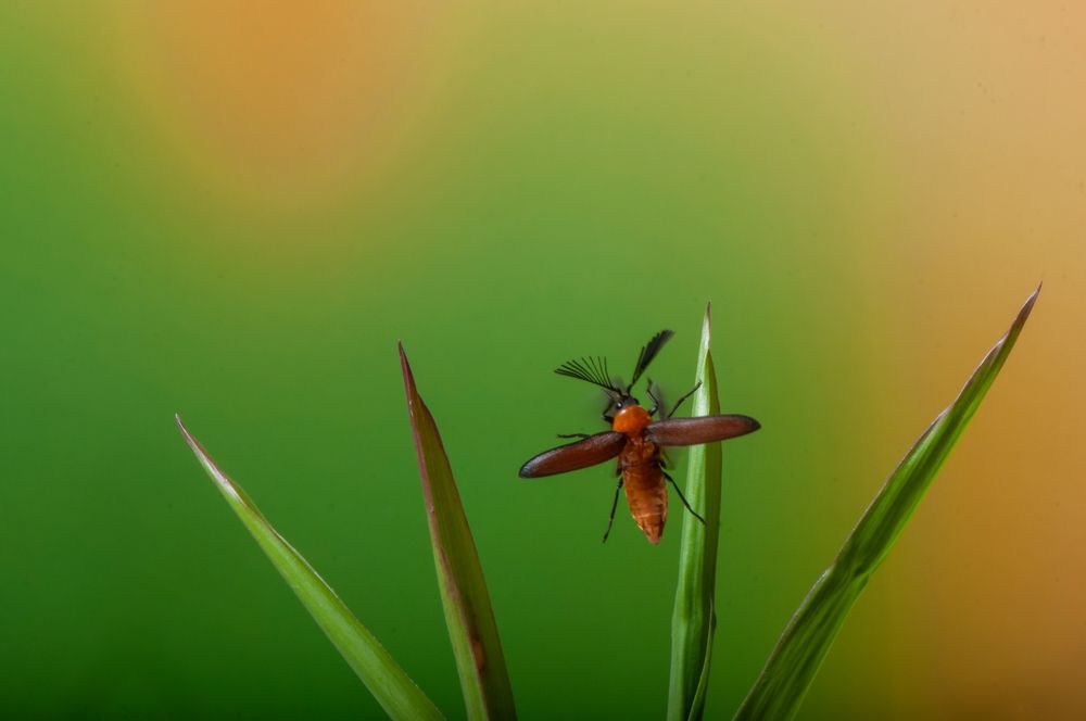 Photograph by Chamara Sulakkhana Polwatta Siriyalage