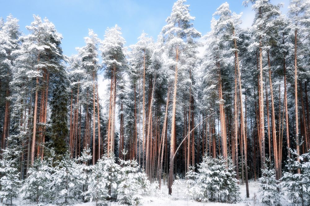 Photograph by Алексей Голубев