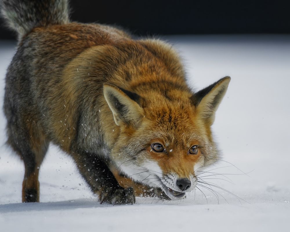 Фотография автора Michaela Firešová