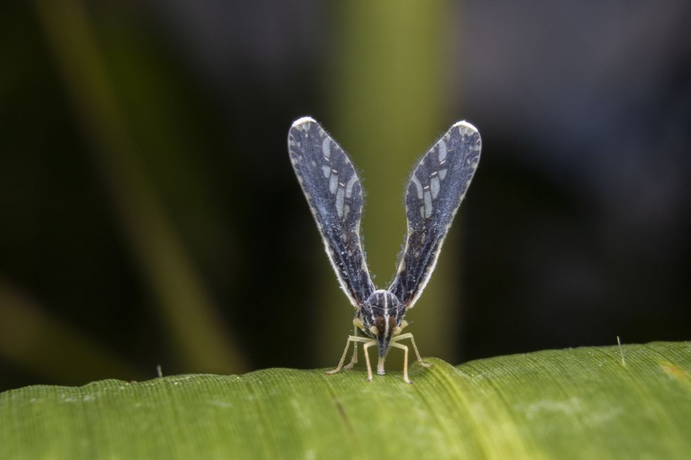 Photograph by Chamara Sulakkhana Polwatta Siriyalage