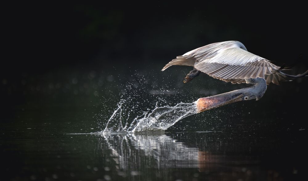 Photograph by Harsha Devalla