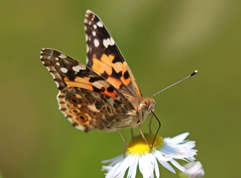 Photograph by Сергей Маслов