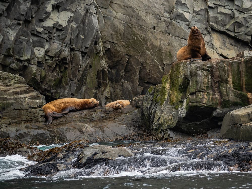 Сивучи Камчатки